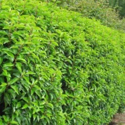 Laurel (Prunus Laurocerasus 'Rotundifolia') Large Multi-stemmed Bushy Bare Root Evergreen Hedging Plants -Fresh Gardenly Store l Laurel 4