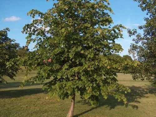 2-3ft Lime (Tilia Cordata) Field Grown Bare Root Hedging Plants 4 2-3ft Lime (Tilia Cordata) Field Grown Bare Root Hedging Plants - Image 2