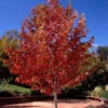 1-2ft Liquidamber (Styraciflua) Field Grown Bare Root Hedging Plants -Fresh Gardenly Store l Liquid Amber 1