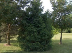 Norway Spruce (Picea Abies) Field Grown Evergreen Bare Root Tree Whip Sapling