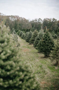 Fresh Gardenly Store -Fresh Gardenly Store l Norway Spruce 2