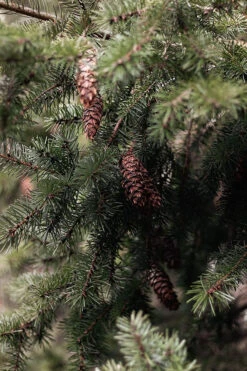 Norway Spruce (Picea Abies) Field Grown Evergreen Bare Root Tree Whip Sapling -Fresh Gardenly Store l Norway Spruce 4