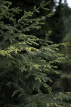 Norway Spruce (Picea Abies) Field Grown Evergreen Bare Root Tree Whip Sapling -Fresh Gardenly Store l Norway Spruce 5