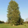 Poplar (Populus Nigra) Field Grown Bare Root Hedging Plants - 4-5ft -Fresh Gardenly Store l Poplar 1