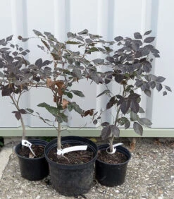 5 X 2ft Tall Potted Purple Copper Beech Native Hedge Plant Saplings Semi-evergreen Hedging 13 5 X 2ft Tall Potted Purple Copper Beech Native Hedge Plant Saplings Semi-evergreen Hedging -Fresh Gardenly Store l Purple Beech 12