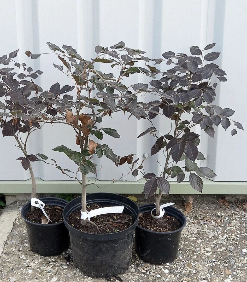 5 X 2ft Tall Potted Purple Copper Beech Native Hedge Plant Saplings Semi-evergreen Hedging 8 5 X 2ft Tall Potted Purple Copper Beech Native Hedge Plant Saplings Semi-evergreen Hedging - Image 6