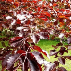 Purple Beech (Fagus Sylvatica Atropunicea) Semi-Evergreen Field Grown Hedging -Fresh Gardenly Store l Purple Beech 21