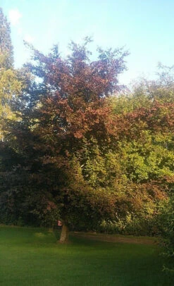 5 X 2ft Tall Potted Purple Copper Beech Native Hedge Plant Saplings Semi-evergreen Hedging 11 5 X 2ft Tall Potted Purple Copper Beech Native Hedge Plant Saplings Semi-evergreen Hedging -Fresh Gardenly Store l Purple Beech 3