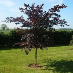 Purple Beech (Fagus Sylvatica Atropunicea) Semi-Evergreen Field Grown Hedging -Fresh Gardenly Store l Purple Beech 31