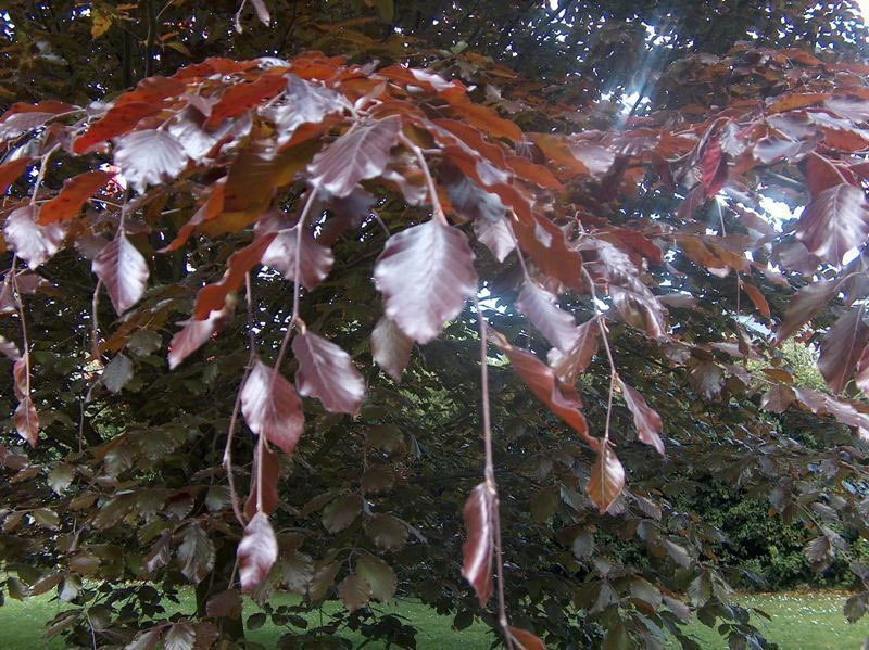 5 X 2ft Tall Potted Purple Copper Beech Native Hedge Plant Saplings Semi-evergreen Hedging 5 5 X 2ft Tall Potted Purple Copper Beech Native Hedge Plant Saplings Semi-evergreen Hedging - Image 3