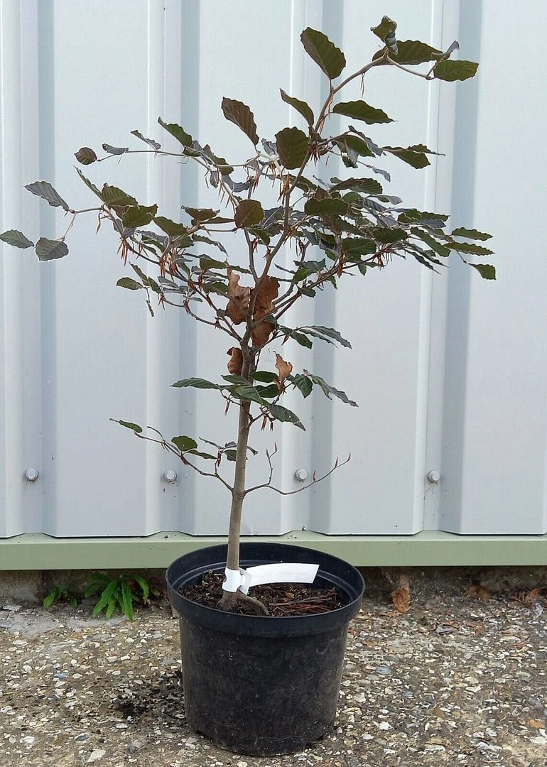 5 X 2ft Tall Potted Purple Copper Beech Native Hedge Plant Saplings Semi-evergreen Hedging 4 5 X 2ft Tall Potted Purple Copper Beech Native Hedge Plant Saplings Semi-evergreen Hedging - Image 2