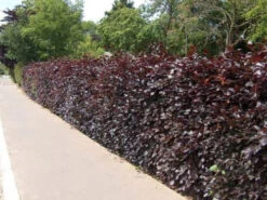 Purple Beech (Fagus Sylvatica Atropunicea) Semi-Evergreen Field Grown Hedging -Fresh Gardenly Store l Purple Beech 51