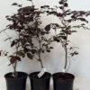 5 X 2ft Tall Potted Purple Copper Beech Native Hedge Plant Saplings Semi-evergreen Hedging -Fresh Gardenly Store l Purple Beech 6