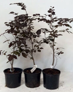 5 X 2ft Tall Potted Purple Copper Beech Native Hedge Plant Saplings Semi-evergreen Hedging