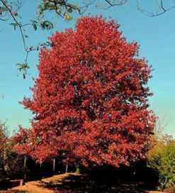 Red Oak (Quercus Rubra) Field Grown Hedging Plants - 2-3ft -Fresh Gardenly Store l Red Oak 3