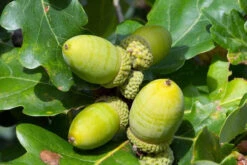 Sessile Oak (Quercus Petraea) Field Grown Bare Root Hedging Plants - 3-4ft -Fresh Gardenly Store l Sessile Oak 3