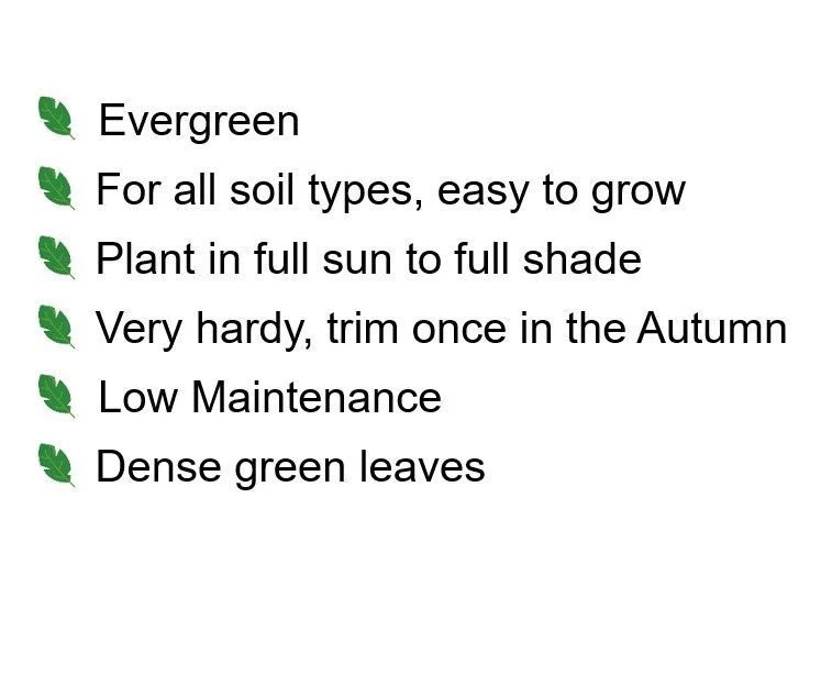 Shady Laurel Evergreen Hedge Plants Hardy Bare Root 4 Shady Laurel Evergreen Hedge Plants Hardy Bare Root - Image 2