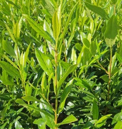 Shady Laurel Evergreen Hedge Plants Hardy Bare Root 10 Shady Laurel Evergreen Hedge Plants Hardy Bare Root -Fresh Gardenly Store l Shady Laurel 5