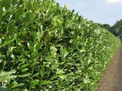 Shady Laurel Evergreen Hedge Plants Hardy Bare Root 9 Shady Laurel Evergreen Hedge Plants Hardy Bare Root -Fresh Gardenly Store l Shady Laurel 6