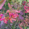 Spindle (Euonymus Europaeus) Field Grown Hedging Plants 3-4ft