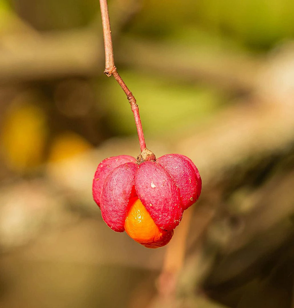 Spindle (Euonymus Europaeus) Field Grown Hedging Plants 3-4ft 4 Spindle (Euonymus Europaeus) Field Grown Hedging Plants 3-4ft - Image 2