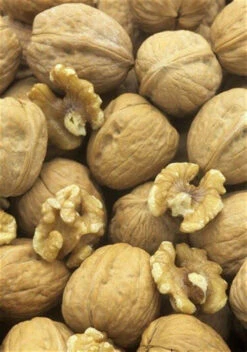 Walnut (Juglans Regia) Field Grown Saplings Hedging Plants - 40-60cm -Fresh Gardenly Store l Walnut 3