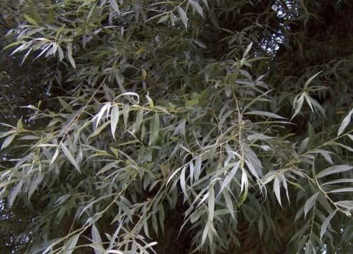3-4ft White Willow (Salix Alba) Field Grown Bare Root Hedging Plants 4 3-4ft White Willow (Salix Alba) Field Grown Bare Root Hedging Plants - Image 2