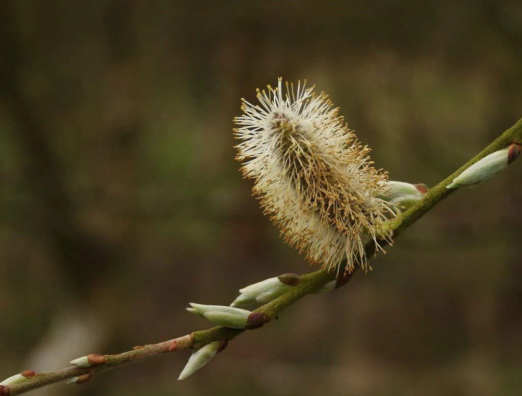 3-4ft White Willow (Salix Alba) Field Grown Bare Root Hedging Plants 6 3-4ft White Willow (Salix Alba) Field Grown Bare Root Hedging Plants - Image 4