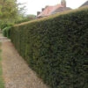 Yew (Taxus Baccata) Evergreen Bare Root Hedging Plants 1 Yew (Taxus Baccata) Evergreen Bare Root Hedging Plants -Fresh Gardenly Store l Yew 1