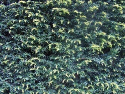 Yew (Taxus Baccata) Evergreen Bare Root Hedging Plants -Fresh Gardenly Store l Yew 3