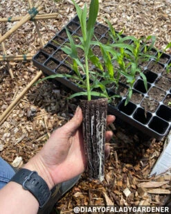 Nutley's 60 Cell Extra Large Plug Plant Root Grower - Pack Of 2 -Fresh Gardenly Store l diaryofaladygardenerroottrainerwithcreditline 1024x1024@2x 1