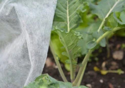 Nutley's 1.5m Wide Heavyweight Garden Fleece 35gsm -Fresh Gardenly Store l fleece in use 8a1b3ace 7e9d 4d30 a32c b33a356c33c9 1024x1024@2x