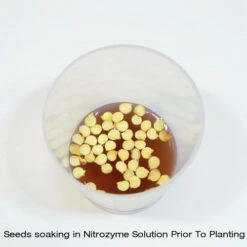 Nitrozyme - 100ml -Fresh Gardenly Store l gtnit2 500x500