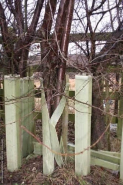 Rainbow Tree Defenders With Stakes - 120cm Tall - X10 6 Rainbow Tree Defenders With Stakes - 120cm Tall - X10 -Fresh Gardenly Store l s l500 1 2