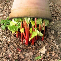 50cm Terracotta Rhubarb Forcer / Clay Cloche 5 50cm Terracotta Rhubarb Forcer / Clay Cloche -Fresh Gardenly Store rhubarb forcer rhubarb