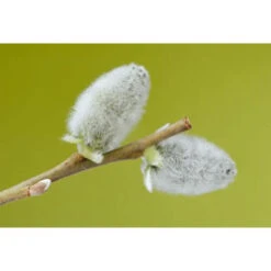 3-4ft White Willow (Salix Alba) Field Grown Bare Root Hedging Plants 11 3-4ft White Willow (Salix Alba) Field Grown Bare Root Hedging Plants -Fresh Gardenly Store s Willow 5