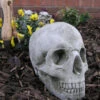 Skull Stone Garden Ornament Statue - GG11 1 Skull Stone Garden Ornament Statue - GG11 -Fresh Gardenly Store skull garden ornament